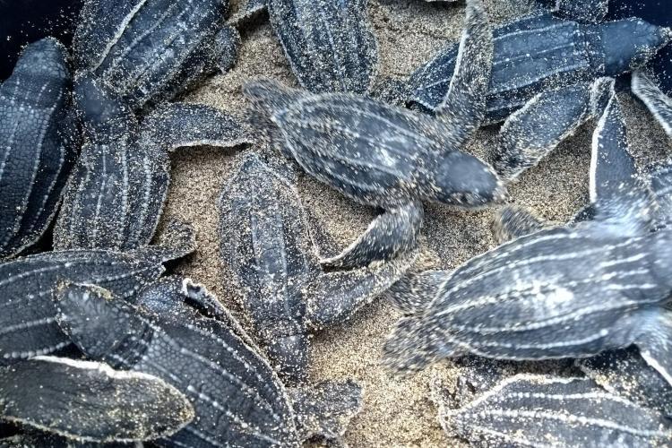 Lots of baby turtles in Grenada