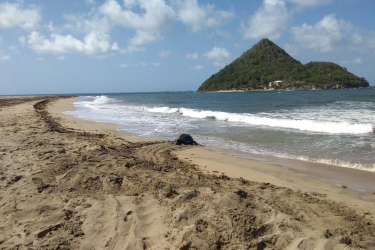 Leatherback nesting on Levera beach in Grenada