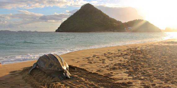 Leatherback on Levera Beach