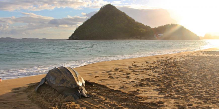 Leatherback on Levera Beach