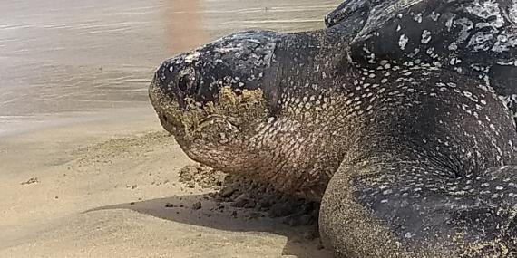 Close up of leatherback sea turtle