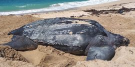 Leatherback Turtle in Grenada