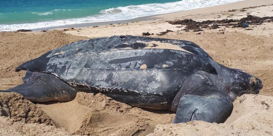 Leatherback Turtle in Grenada