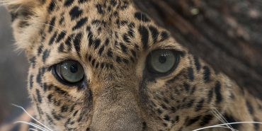 Big Cats & Predators