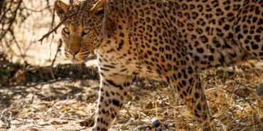 Wildlife and Biodiversity of Namibia