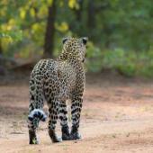 Limpopo Lipadi Game Reserve Volunteer Programme, Botswana