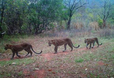 Leopards in Sri Lanka