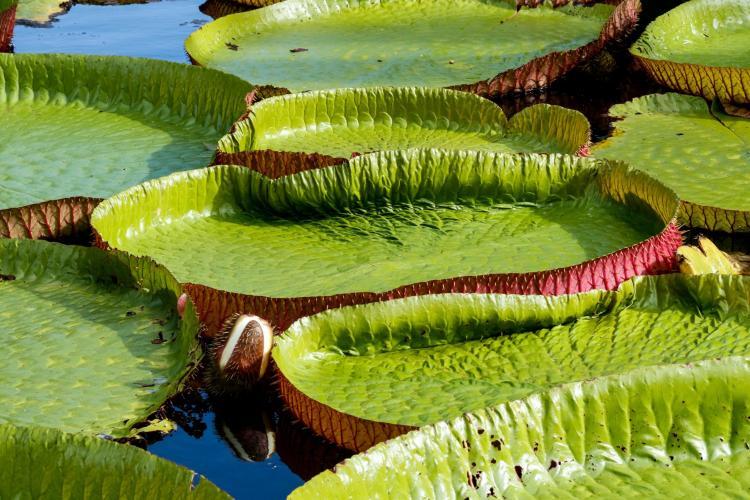 Large green lily pads on water in botanical garden