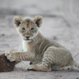 The Top 5 Big Cat Conservation Volunteer Projects in the World