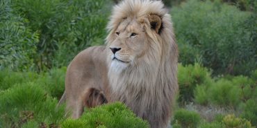 Lion in foliage in South Africa
