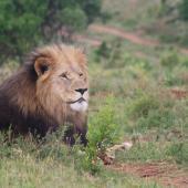 Kariega Big Five Game Reserve Volunteer Programme, South Africa