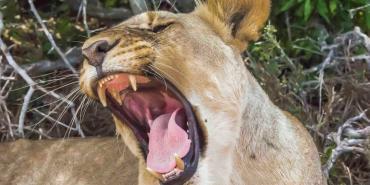 South Africa's Culture and History