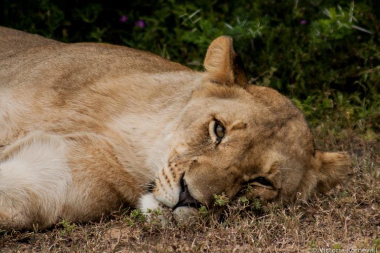Lioness sleeping in midday heat