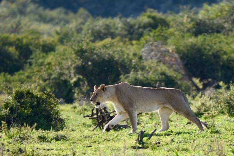 Lioness game reserve in South Africa