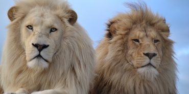 White lions at the sanctuary