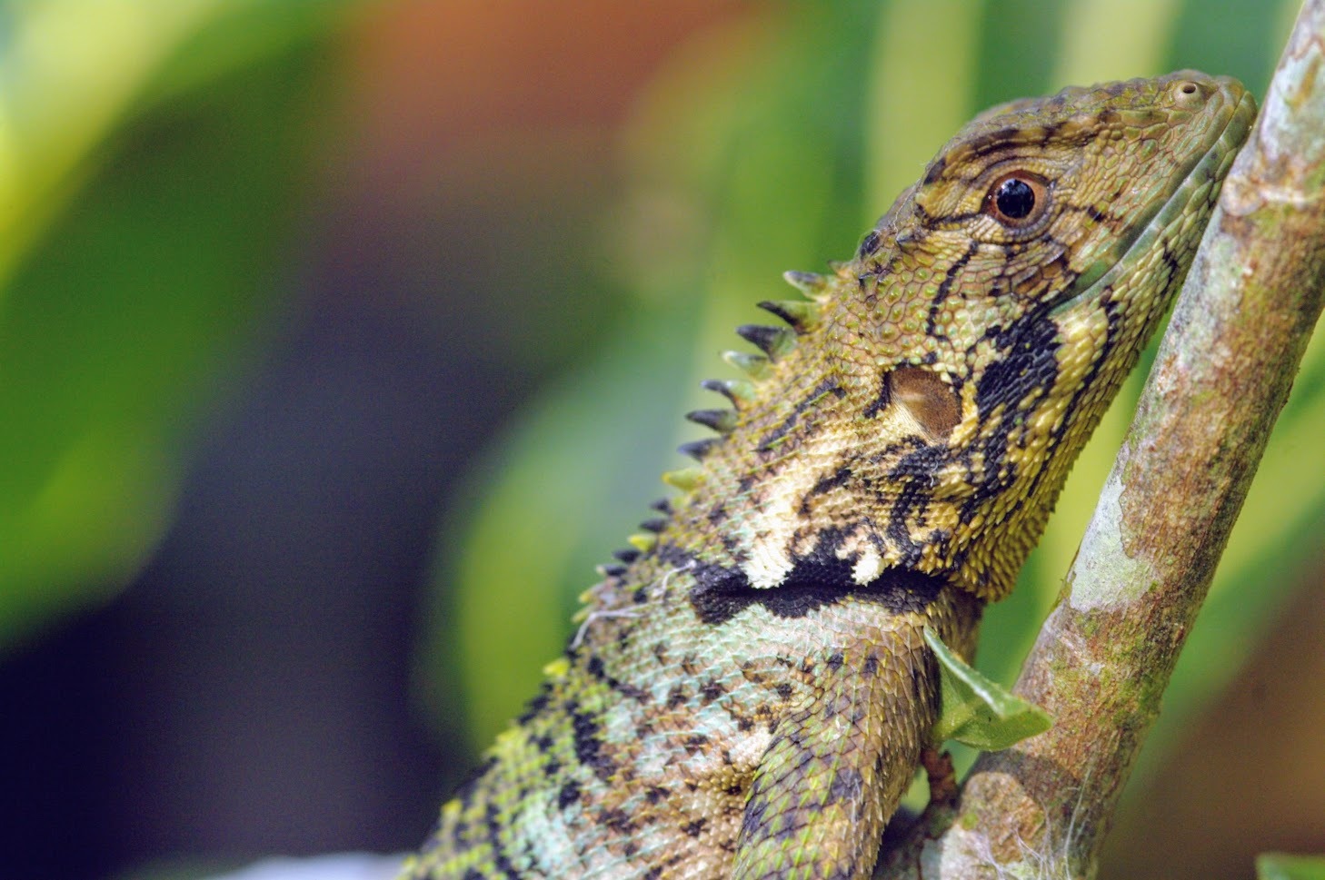 Lizard Peru, Rangers
