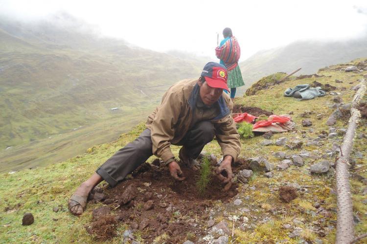 Local planting tree in Cusco