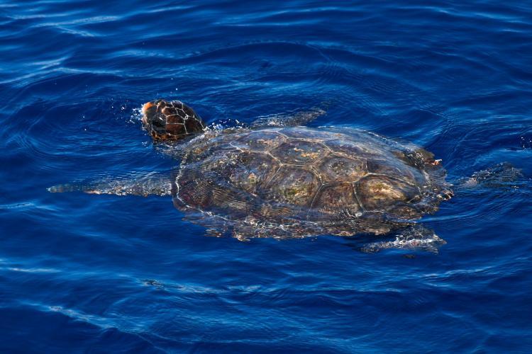 Loggerhead sea turtle in Italy