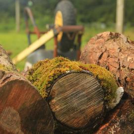 Logs at nature sanctuary in New Zealand