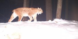 Lynx camera trap photo Slovakia