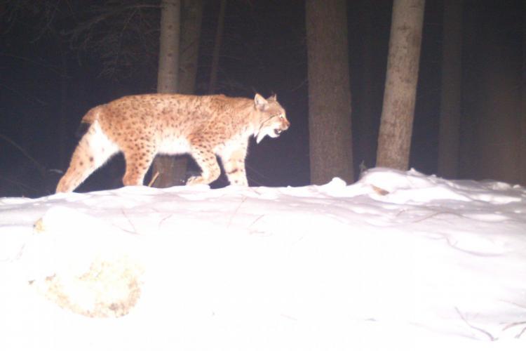 Lynx camera trap photo Slovakia