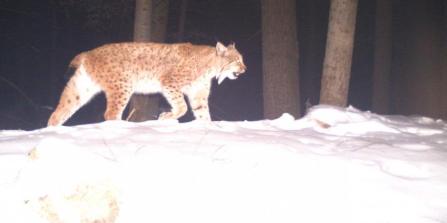 Lynx camera trap photo Slovakia