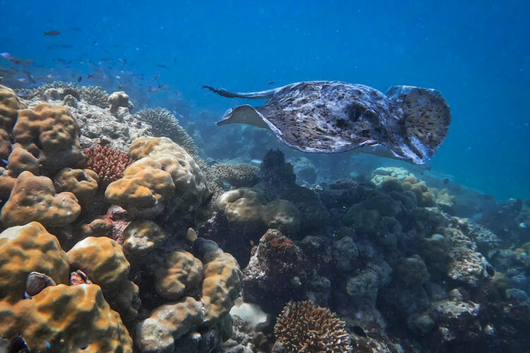 Spotted ray swimming above coral reef