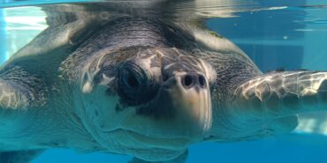 Sea turtle under water in pool