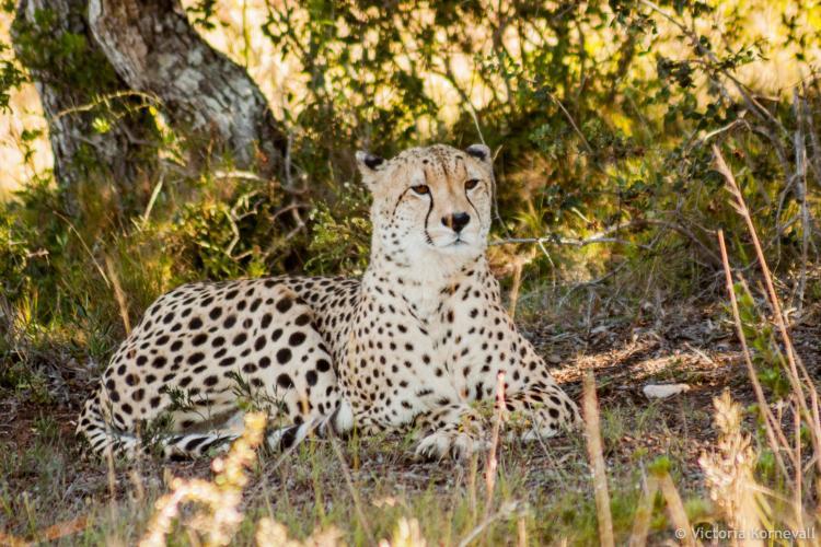 Male cheetah in the shade in South Africa