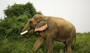 Male elephant in India