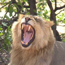 Male lion growling in Botswana