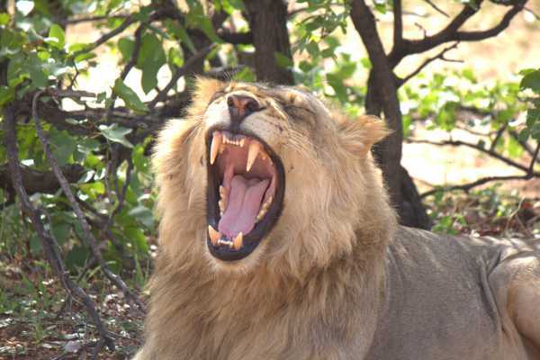 Male lion growling in Botswana