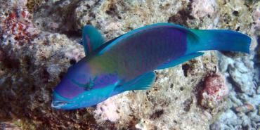 Wildlife and Biodiversity