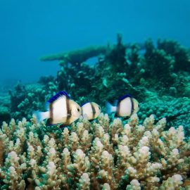 Fish swimming through coral