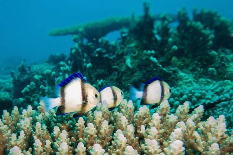 Fish swimming through coral