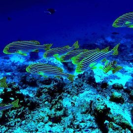 Fish swimming in coral in Maldives