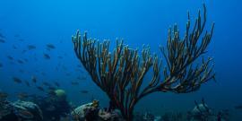 Marine Scenery in Carriacou