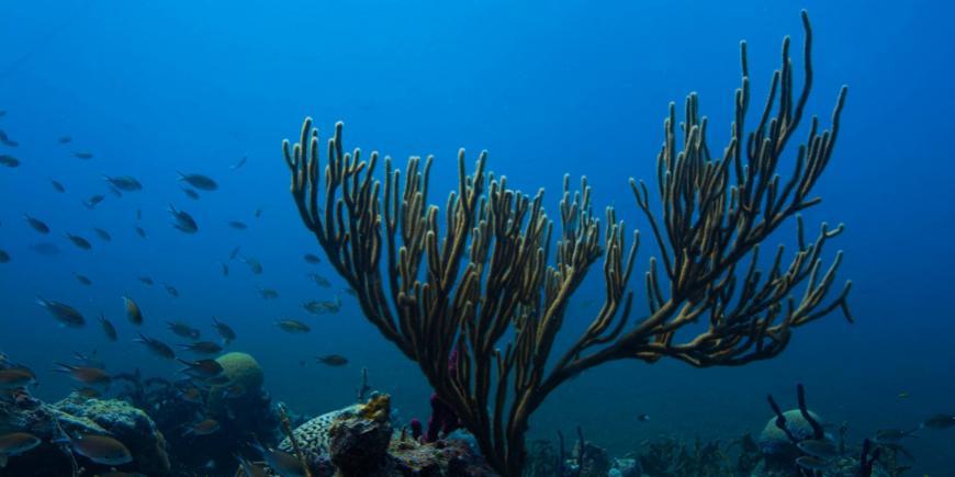 Marine Scenery in Carriacou