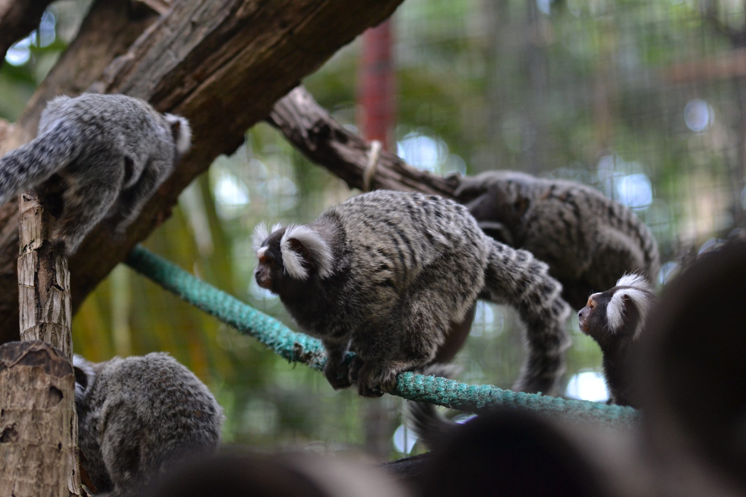 marmosets costa rica