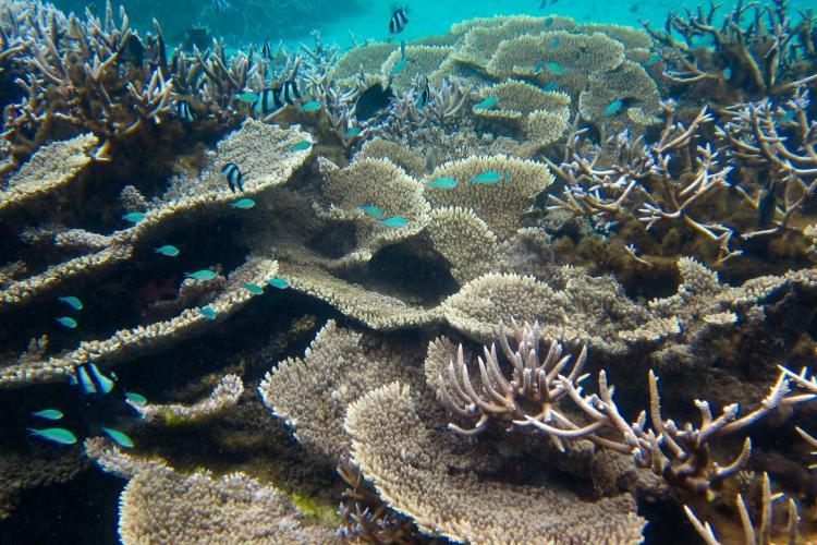 Coral reefs in Mauritius