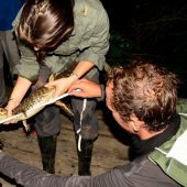Andrea Maffioletti, Italy