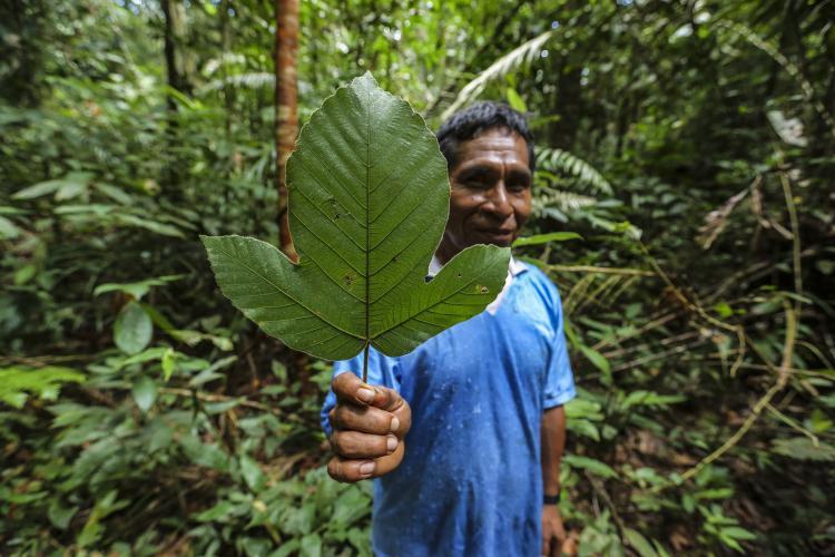 Medicinal Plants Pourouma leaf
