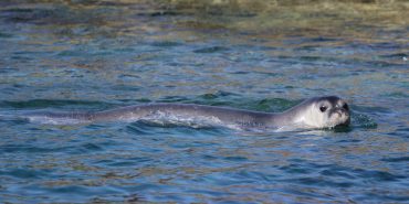 Volunteer in Greece with seals