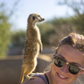 Rescued meerkats at Wildlife Sanctuary in Namibia
