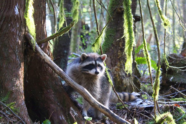 Miko the raccoon, Canada