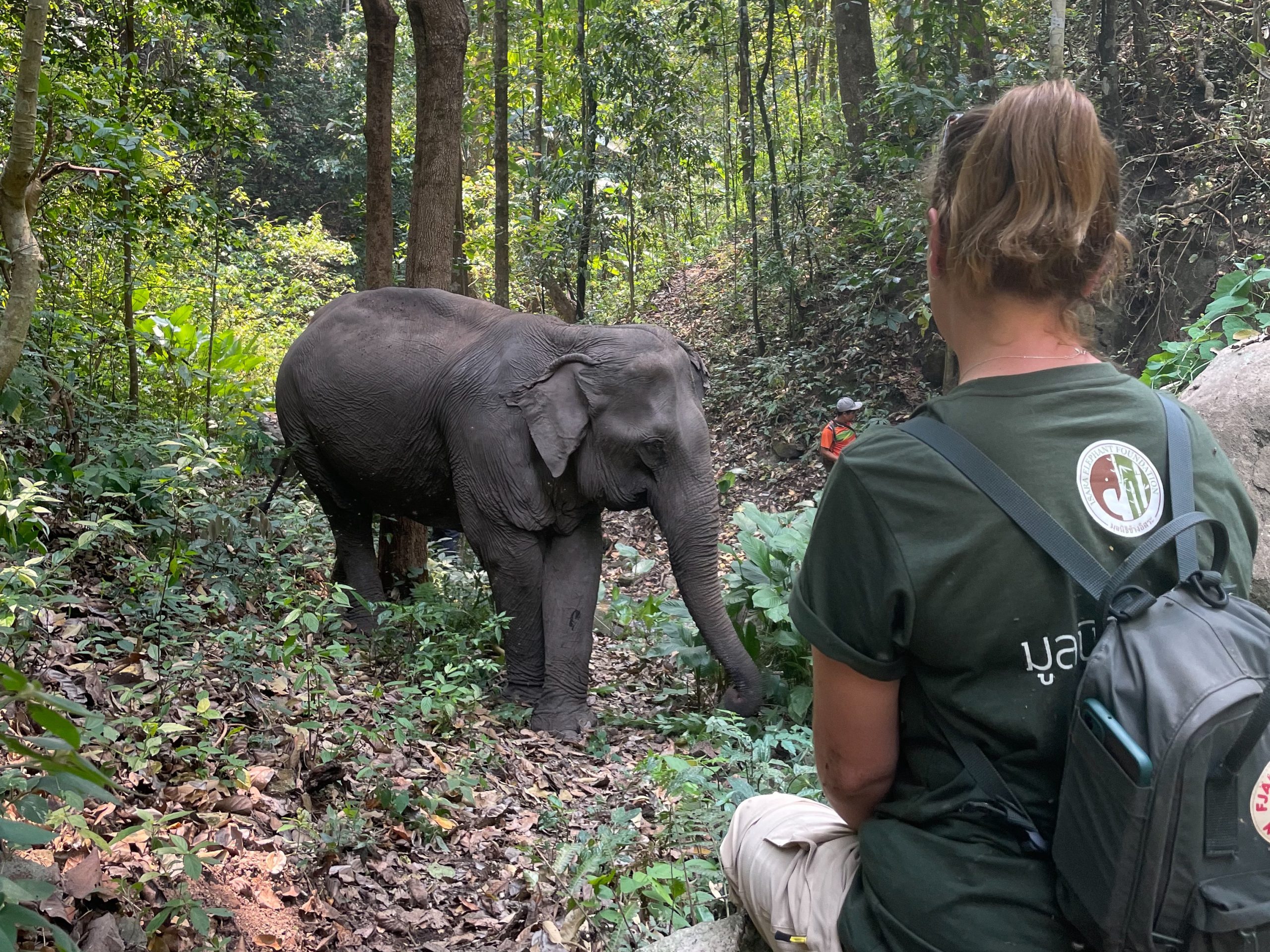 monitoring_elephants