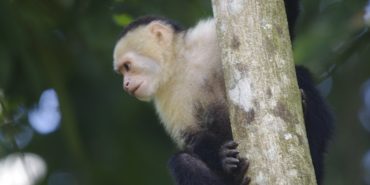 White faced capuchin monkey in Costa Rica