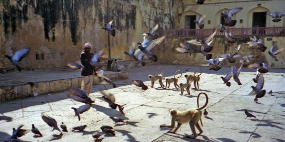 Monkeys Jaipur Amber Fort