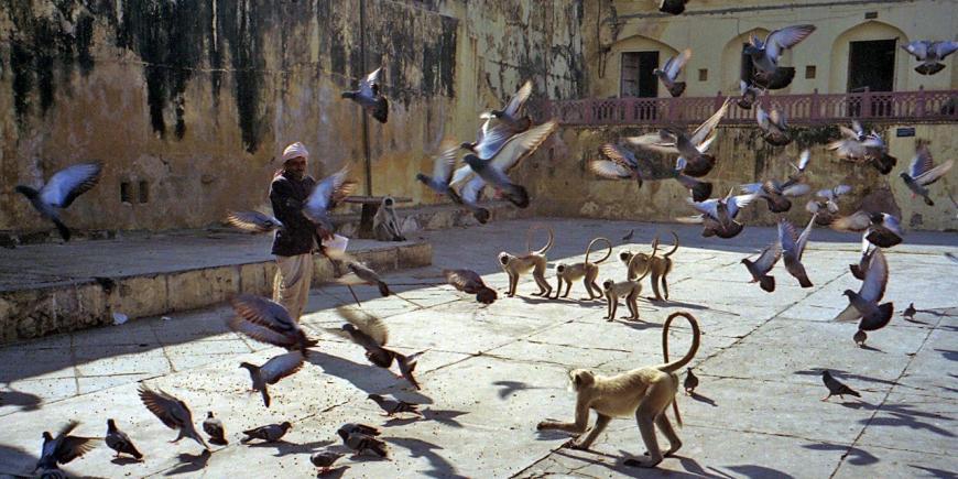 Monkeys Jaipur Amber Fort