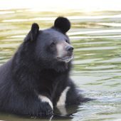 Bear Volunteer Project, India
